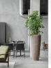 Шеффлера Arboricola 'Compacta'  H120×W90 D34×30 см 