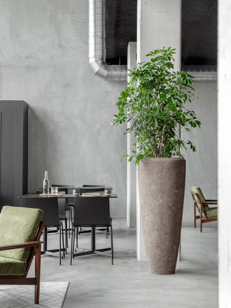 Шеффлера Arboricola 'Compacta'  H120×W90 D34×30 см 