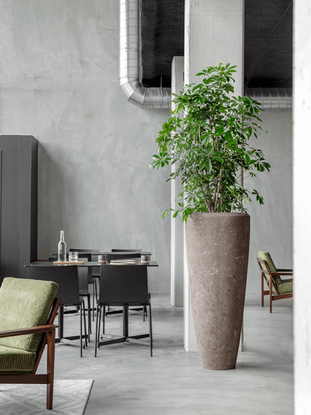 Шеффлера Arboricola 'Compacta'  H120×W90 D34×30 см 