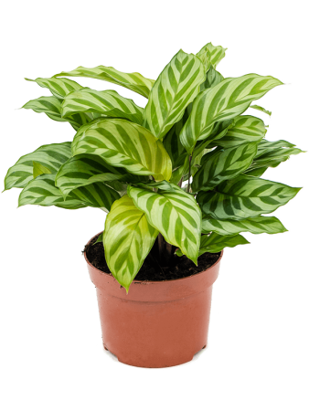 Калатея 'Freddie' 6/tray  H30×W25 D12×10 см 