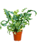 Флебодиум Золотистый 'Blue Star' 6/tray  H30×W15 D12×11 см 