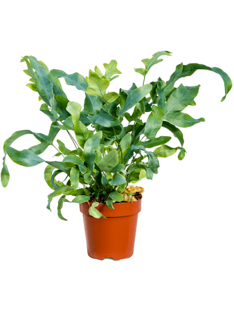 Флебодиум Золотистый 'Blue Star' 6/tray  H30×W15 D12×11 см 