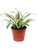 Драцена Fragrans 'White Jewel' 6/tray  H25×W25 D12×10 см 