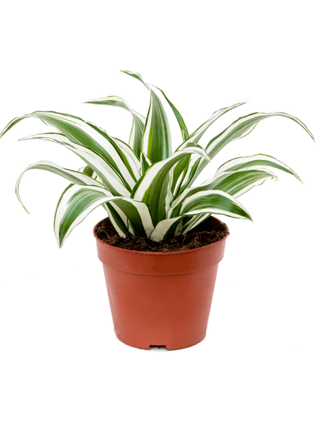 Драцена Fragrans 'White Jewel' 6/tray  H25×W25 D12×10 см 