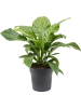Антуриум Эллиптический 'Jungle Bush'  H60×W55 D24×23 см 