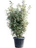 Лох Ebbingei 'Compacta' 140-160  H140×W55 D39×32 см 