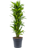 Драцена Fragrans 'Cintho'  H160×W50 D30×27 см 