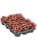Фиттония 'Forest Flame' 12/tray  H10×W9 D9×7 см 
