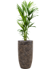 Кентия Howea Форстериана  H120×W40 D21×19 см 