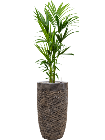 Кентия Howea Форстериана  H120×W40 D21×19 см 