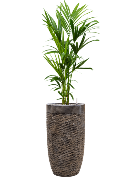 Кентия Howea Форстериана  H120×W40 D21×19 см 