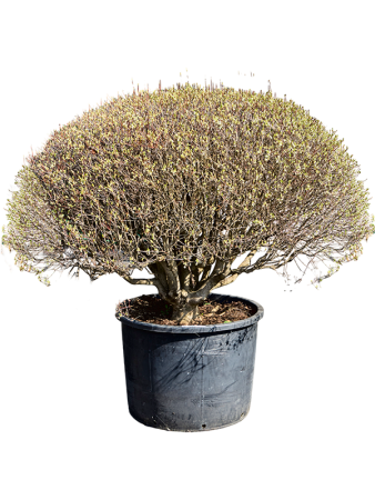 Энкиантус Perulatus  H150×W130 D88×69 см 
