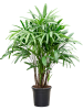Рапис Excelsa  H140×W60 D27×26 см 