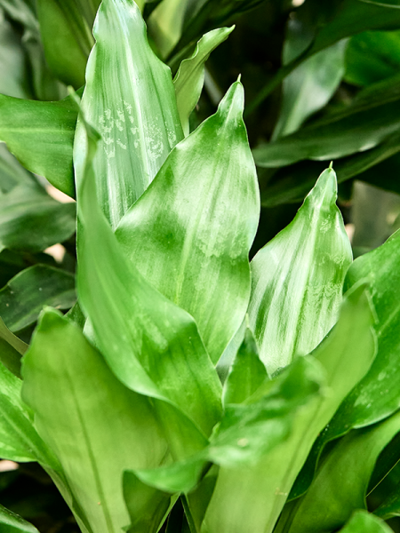 Драцена Fragrans 'Burundii'  H120×W45 D21×20 см 