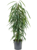Фикус Биннендейка 'Alii'  H100×W40 D21×19 см 