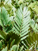 Замия Furfuracea 80-100  H90×W90 D40×35 см 