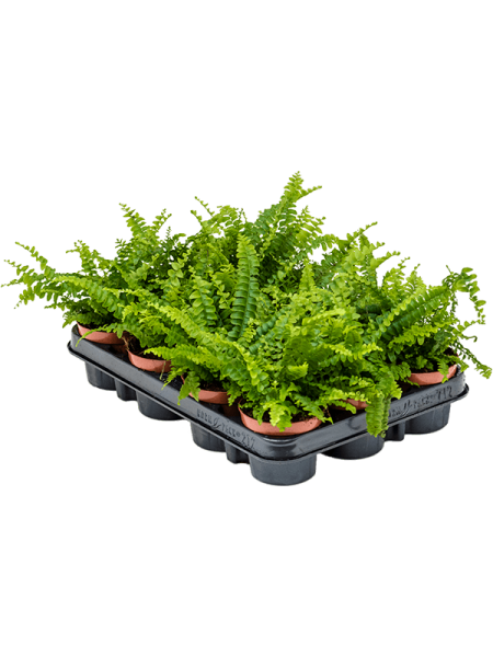 Нефролепис Высокий Грин ' Lady' 12/tray  H20×W20 D9×7 см 