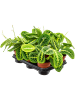 Маранта Leuconeura 'Lemon' 10/tray  H35×W20 D12×10 см 