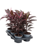 Кордилина Fruticosa 'Mambo' 6/tray  H40×W28 D12×10 см 