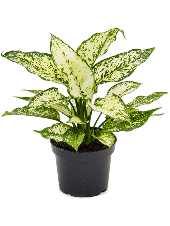 Аглаонема 'White Kiwi' 6/tray  H30×W30 D12×9 см 