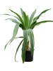 Кринум Asiaticum  H170×W150 D45×37 см 