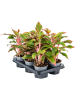 Аглаонема 'Crete' 6/tray  H25×W25 D12×10 см 