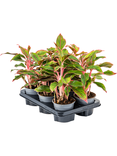 Аглаонема 'Crete' 6/tray  H25×W25 D12×10 см 