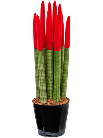 Сансевиерия Cy. Sp. 'Velvet Touchz' 8/tray  H40×W15 D12×11 см 