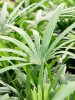 Рапис Excelsa  H160×W65 D27×26 см 