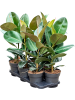Фикус Elastica 'Robusta' 6/tray  H55 D17 см 