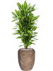 Драцена Fragrans 'Cintho'  H110×W40 D27×25 см 