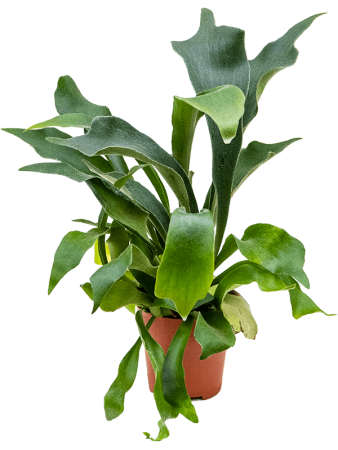 Платицериум Дваждыраздельный 6/tray  H50×W25 D12×11 см 