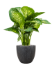 Диффенбахия Seguine 'Reeva'  H75×W50 D24×22 см 