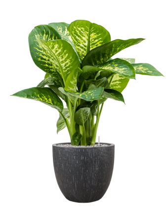 Диффенбахия Seguine 'Reeva'  H75×W50 D24×22 см 