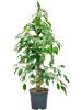 Фикус Бенжамина 'Exotica'  H100×W45 D21×19 см 