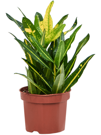Кротон Пёстролистный Кодиеум 'Sunny Star' 6/tray  H30×W25 D12×11 см 