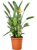 Стрелиция Reginae 3+ Bloem  H125×W65 D45×40 см 