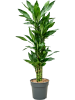 Драцена Fragrans 'Burundii'110-120  H115×W50 D21×20 см 