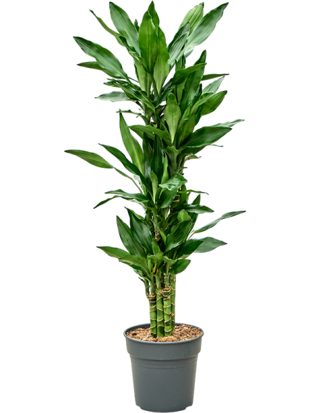 Драцена Fragrans 'Burundii'110-120  H115×W50 D21×20 см 