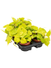Филодендрон Micans Lime 6/tray  H20×W15 D12×10 см 