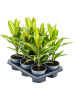Кордилина Fruticosa 'Kiwi' 6/tray  H40×W28 D12×10 см 