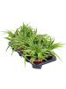 Хлорофитум Пучковидный 'Ocean' 6/tray  H25×W30 D12×10 см 