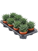 Гастерия Hybride 'Aurora' 8/tray  H15×W20 D11×9 см 