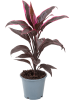 Кордилина Fruticosa 'Mambo' 6/tray  H40×W28 D12×10 см 
