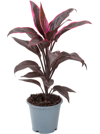 Кордилина Fruticosa 'Mambo' 6/tray  H40×W28 D12×10 см 