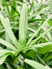 Рапис Excelsa  H140×W60 D27×26 см 