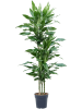 Драцена Fragrans 'Burundii'  H150×W45 D24×23 см 