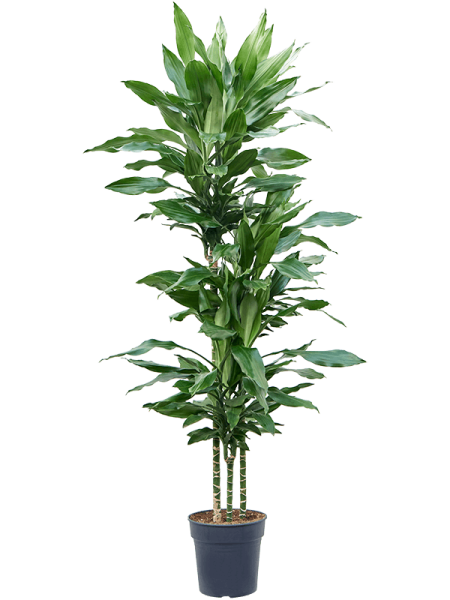 Драцена Fragrans 'Burundii'  H150×W45 D24×23 см 