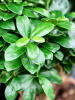 Фикус Мелкоплодный Ginseng  H40 D17 см 
