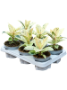Фикус Elastica 'Schrijveriana' 6/tray  H25×W20 D12×10 см 
